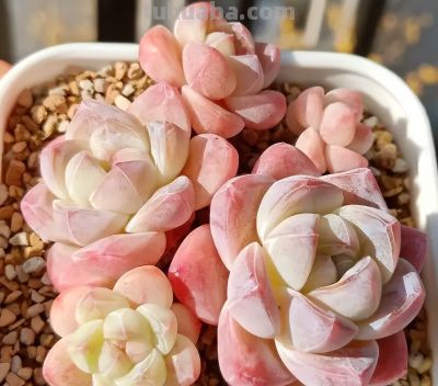 多肉的顶流是哪个品种？肯定是“冰玉”，大众都认可！ - 图画吧TUHUABA