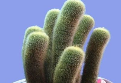 植物百科｜仙人球 - 图画吧TUHUABA