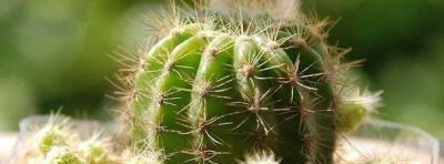 植物百科｜仙人球 - 图画吧TUHUABA