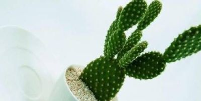 植物百科｜仙人球 - 图画吧TUHUABA