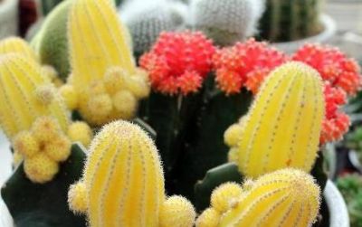 植物百科｜仙人球 - 图画吧TUHUABA