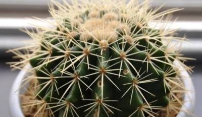 植物百科｜仙人球 - 图画吧TUHUABA