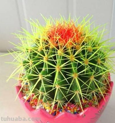 植物百科｜仙人球 - 图画吧TUHUABA