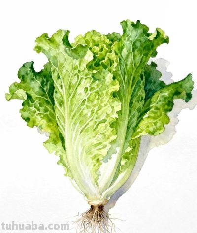 水彩画｜生菜 - 图画吧TUHUABA