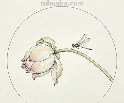 彩铅描绘荷花 蜻蜓轻盈 色彩淡雅生动丨窗前看雪彩铅荷花图分享 - 今日头条