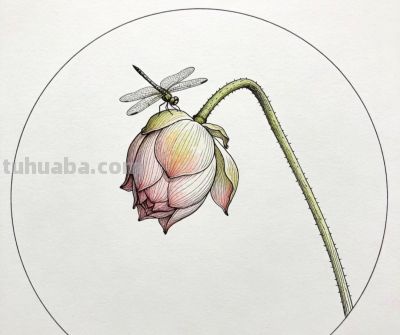 彩铅描绘荷花 蜻蜓轻盈 色彩淡雅生动丨窗前看雪彩铅荷花图分享 - 图画吧TUHUABA