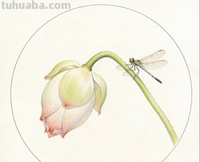 彩铅描绘荷花 蜻蜓轻盈 色彩淡雅生动丨窗前看雪彩铅荷花图分享 - 图画吧TUHUABA