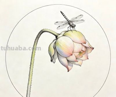 彩铅描绘荷花 蜻蜓轻盈 色彩淡雅生动丨窗前看雪彩铅荷花图分享 - 图画吧TUHUABA