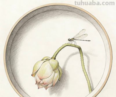 彩铅描绘荷花 蜻蜓轻盈 色彩淡雅生动丨窗前看雪彩铅荷花图分享 - 图画吧TUHUABA
