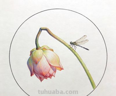 彩铅描绘荷花 蜻蜓轻盈 色彩淡雅生动丨窗前看雪彩铅荷花图分享 - 图画吧TUHUABA