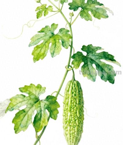 水彩画｜苦瓜 - 今日头条