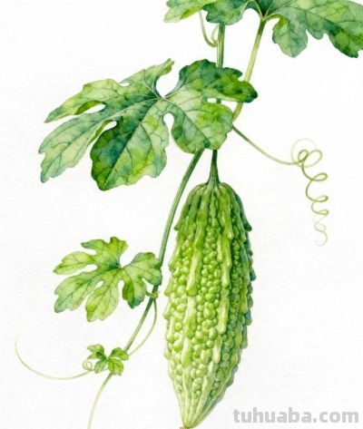 水彩画｜苦瓜 - 图画吧TUHUABA