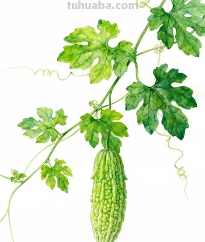水彩画｜苦瓜 - 图画吧TUHUABA