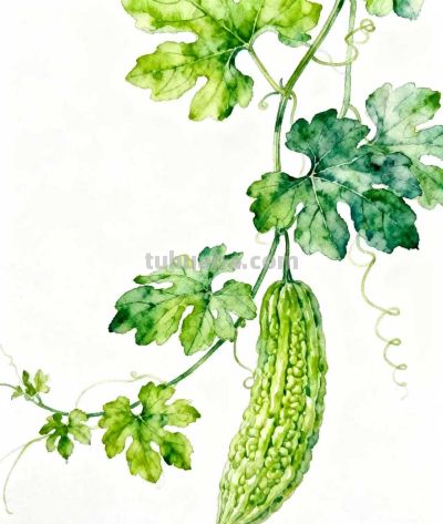 水彩画｜苦瓜 - 图画吧TUHUABA