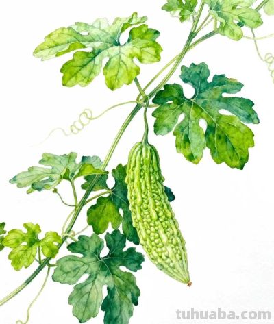 水彩画｜苦瓜 - 图画吧TUHUABA