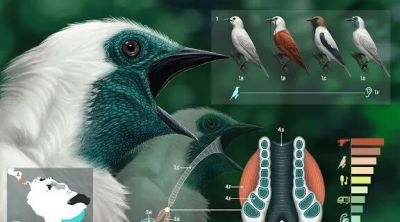 第十三届 ILLUSTRACIENCIA 西班牙国际科学与自然插画奖 - 今日头条 第十三届 ILLUSTRACIENCIA 西班牙国际科学与自然插画奖 - 图画吧TUHUABA