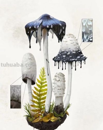 第十三届 ILLUSTRACIENCIA 西班牙国际科学与自然插画奖 - 今日头条 第十三届 ILLUSTRACIENCIA 西班牙国际科学与自然插画奖 - 图画吧TUHUABA