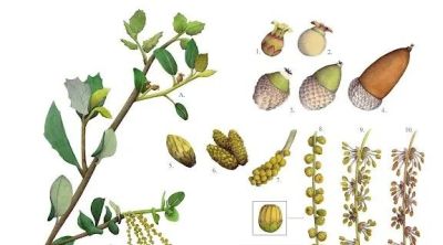 第十三届 ILLUSTRACIENCIA 西班牙国际科学与自然插画奖 - 今日头条 第十三届 ILLUSTRACIENCIA 西班牙国际科学与自然插画奖 - 图画吧TUHUABA