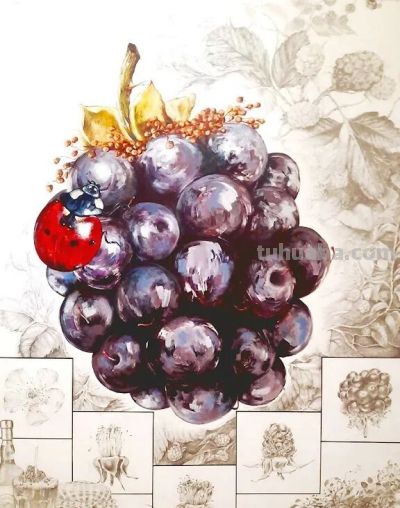 第十三届 ILLUSTRACIENCIA 西班牙国际科学与自然插画奖 - 今日头条 第十三届 ILLUSTRACIENCIA 西班牙国际科学与自然插画奖 - 图画吧TUHUABA