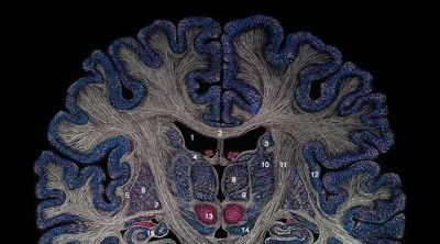 第十三届 ILLUSTRACIENCIA 西班牙国际科学与自然插画奖 - 今日头条 第十三届 ILLUSTRACIENCIA 西班牙国际科学与自然插画奖 - 图画吧TUHUABA