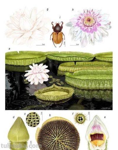 第十三届 ILLUSTRACIENCIA 西班牙国际科学与自然插画奖 - 今日头条 第十三届 ILLUSTRACIENCIA 西班牙国际科学与自然插画奖 - 图画吧TUHUABA