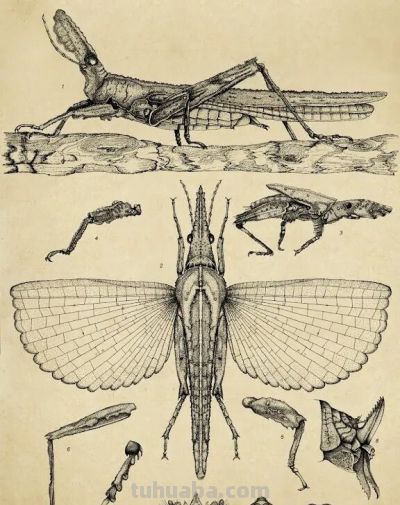 第十三届 ILLUSTRACIENCIA 西班牙国际科学与自然插画奖 - 今日头条 第十三届 ILLUSTRACIENCIA 西班牙国际科学与自然插画奖 - 图画吧TUHUABA