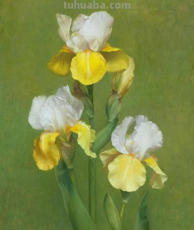 静物花卉油画，英国当代画家Henrietta Abel Smith - 图画吧TUHUABA