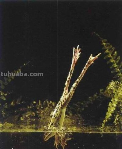 ​摄影教程｜摄影构图的核心技巧是这些，2000字讲明白（文末福利 - 图画吧TUHUABA