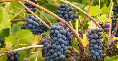 家庭葡萄种植指南：如何种植葡萄？ - 今日头条