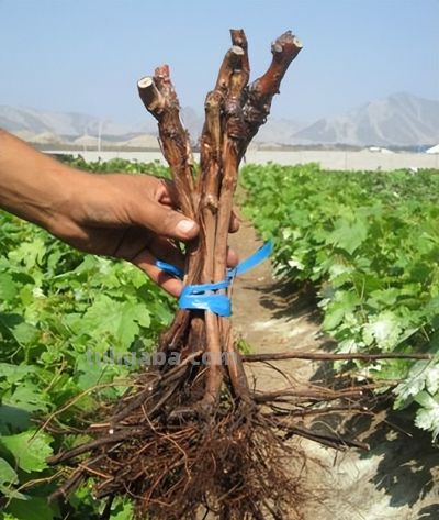 家庭葡萄种植指南：如何种植葡萄？ - 图画吧TUHUABA