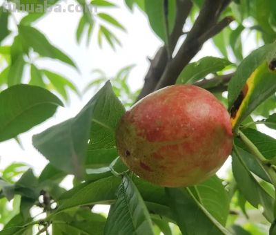 家庭种植桃子的绝佳选择，8品种桃苗组合来袭 - 今日头条