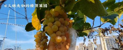 家庭种植葡萄，推荐4种好种又好吃的葡萄，种下会有收获 - 今日头条