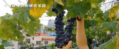 家庭种植葡萄，推荐4种好种又好吃的葡萄，种下会有收获 - 图画吧TUHUABA