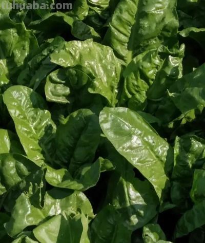 种一次吃半年！大叶木耳菜的家庭种植攻略 - 今日头条