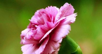 花卉有花语 花语抵人心 - 图画吧TUHUABA