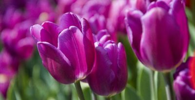 花卉有花语 花语抵人心 - 图画吧TUHUABA