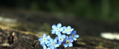 花卉有花语 花语抵人心 - 图画吧TUHUABA