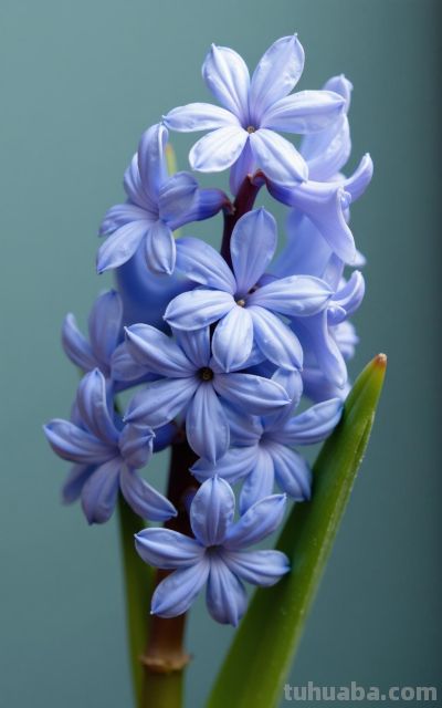 花卉有花语 花语抵人心 - 图画吧TUHUABA