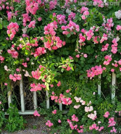 这些花的另一种花语 你知道吗？ - 图画吧TUHUABA