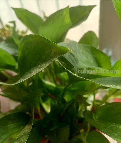 绿萝疯长 - 图画吧TUHUABA