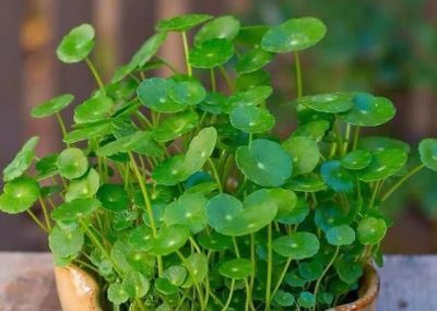 绿萝烂根了，虎尾兰晒蔫了，铜钱草越养越细。 - 图画吧TUHUABA