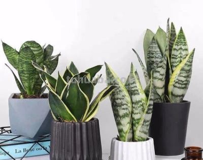 绿萝烂根了，虎尾兰晒蔫了，铜钱草越养越细。 - 图画吧TUHUABA