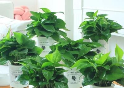 绿萝烂根了，虎尾兰晒蔫了，铜钱草越养越细。 - 图画吧TUHUABA