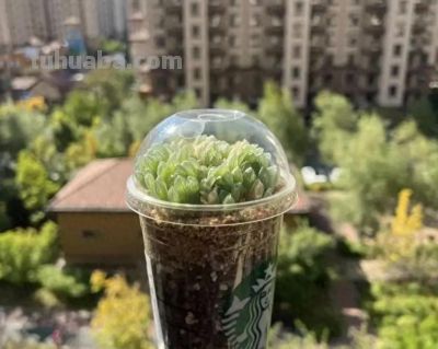 养多肉，就是为了玩，把肉肉种到奶茶杯里，一样可以养活！ - 今日头条
