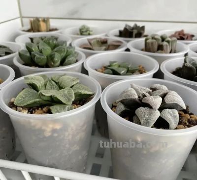 养多肉，就是为了玩，把肉肉种到奶茶杯里，一样可以养活！ - 图画吧TUHUABA