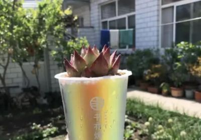 养多肉，就是为了玩，把肉肉种到奶茶杯里，一样可以养活！ - 图画吧TUHUABA