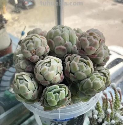 养多肉，就是为了玩，把肉肉种到奶茶杯里，一样可以养活！ - 图画吧TUHUABA