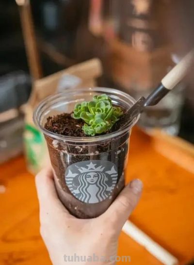 养多肉，就是为了玩，把肉肉种到奶茶杯里，一样可以养活！ - 图画吧TUHUABA