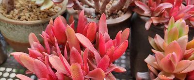 火祭，娜娜小勾，晨露，冬美人，红灯，尘埃玫瑰 - 今日头条