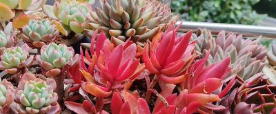 火祭，娜娜小勾，晨露，冬美人，红灯，尘埃玫瑰 - 图画吧TUHUABA